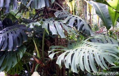 Monstera_2010_07_29.JPG