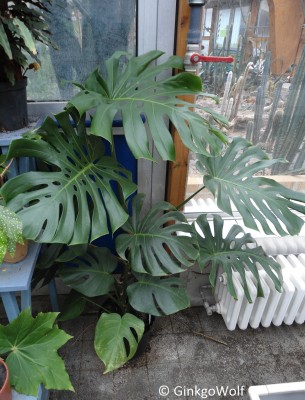Monstera_2013_02_18.JPG
