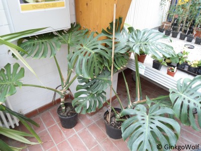 Monstera_2013_02_18_klein_.JPG