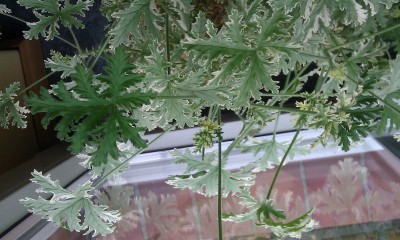 IMAG3719 - Kopie.jpg