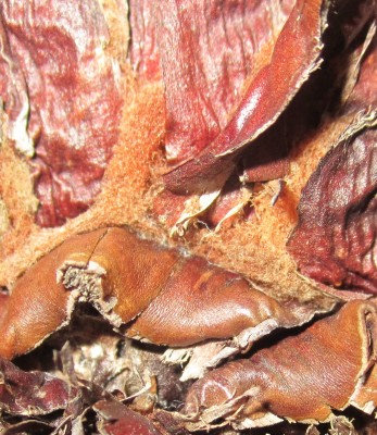 Stamm einer Cycas-Revoluta.JPG