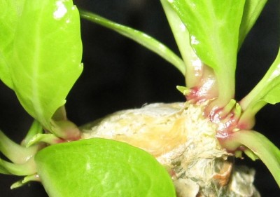 Neuaustrieb Hawaii-Palme.JPG