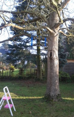 Walnuss_Baum.jpg