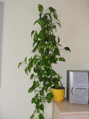 Epipremnum_aureum.jpg