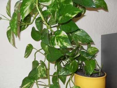 Epipremnum_aureum2.jpg