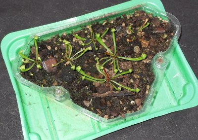 Sarracenia_hybrida.jpg