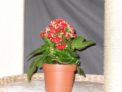 Kalanchoe_blossfeldiana2.jpg