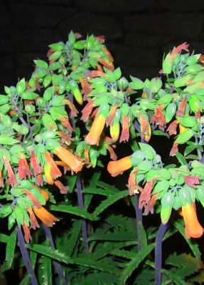 IMG_1027.JPG