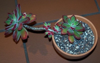 Pflanzen 2014-12-01 001.jpg