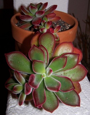 Pflanzen 2014-12-01 002.jpg