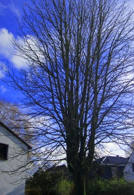 Rosskastanie.JPG