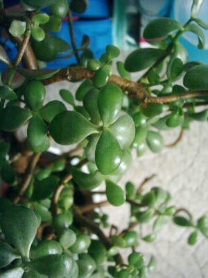 Crassula.JPG