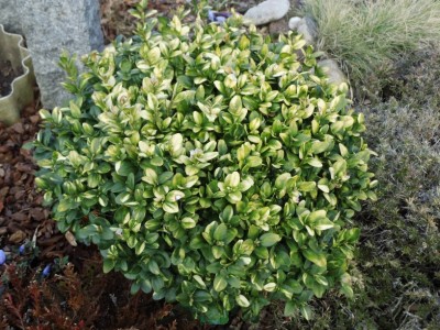 DSCI0099 a.jpg