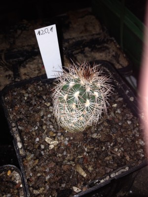 2014.12.06 Echinocereus reich. baileyi ex Veres.jpg