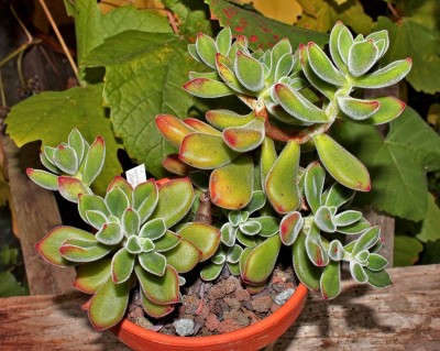 Echeveria pulvinata ´Ruby´ 2010-140 (2).jpg