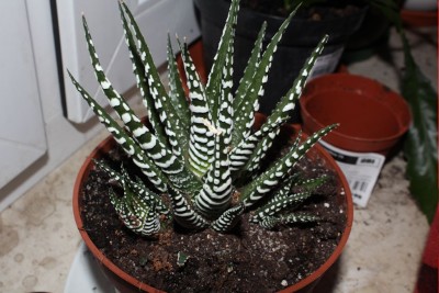 20141208_01.JPG