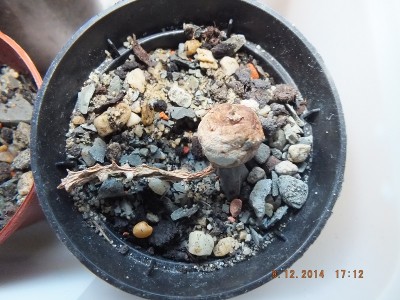 unbekannte Caudex Pflanze.jpg