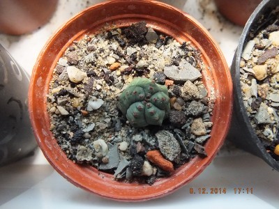 unbekannte Sukkulente.jpg