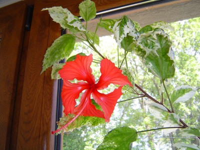 Panaschierter Hibiskus.jpg