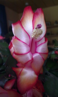 IMAG3702 - Kopie.jpg