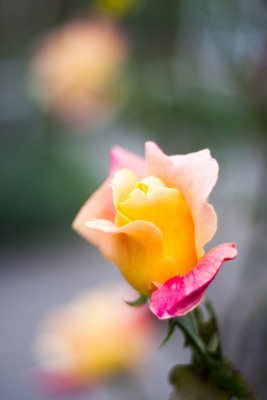 IMG_8527.jpg