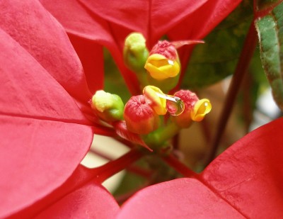 P1230014-crop.JPG