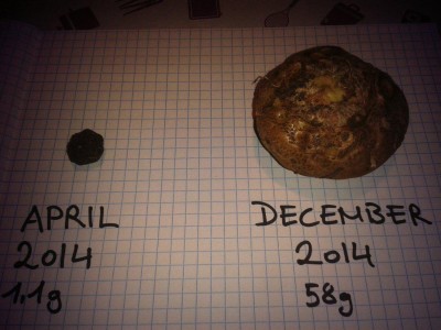Typ.venosum IG 2014.jpg