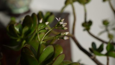 P1080877.JPG