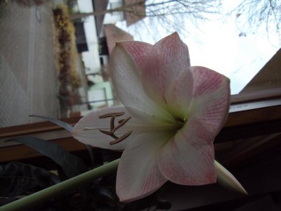 K800_20141221 Amaryllis.JPG