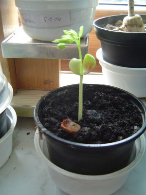 Pfauenstrauch (Caesalpinia pulcherrima)08.12.14 gesät.jpg