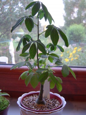 Adenia glauca (2).jpg