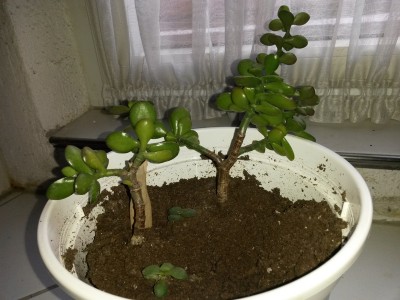 20141228_131817kl.jpg