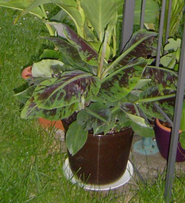 Banane.jpg