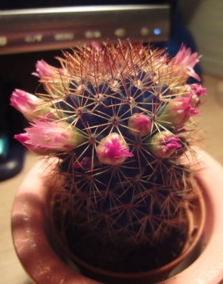 Minikaktus.jpg