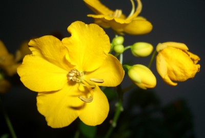 Gewürzrinde Cassia corymbosa.JPG