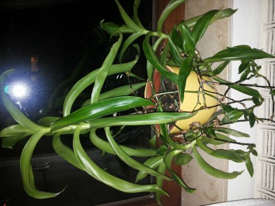 Was für eine Pflanze? - Callisia fragrans - Commelinacae ·  Pflanzenbestimmung & Pflanzensuche · GREEN24 Pflanzen & Garten Forum