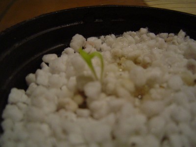 Gazania krebsiana.jpg