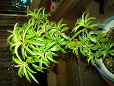 2015-01-08 17.36.09 (1).jpg