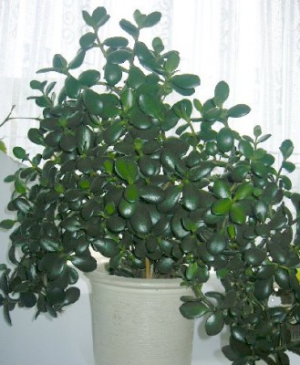 Crassula_ovata_1.jpg