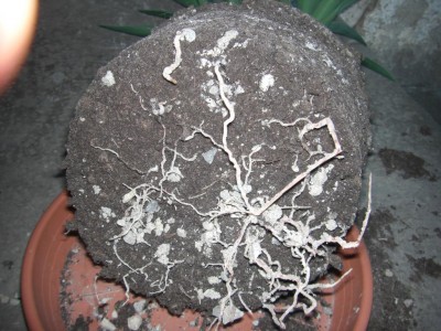 yucca4.JPG