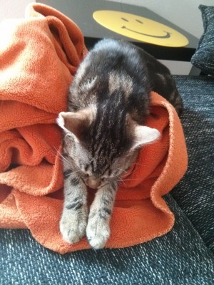 erschöpfter Nepi.jpg