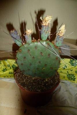 Opuntia Nr. 1.jpg