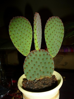 Opuntia Nr. 2.jpg