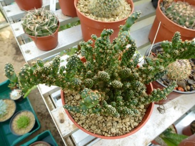 Opuntia Nr. 3.jpg