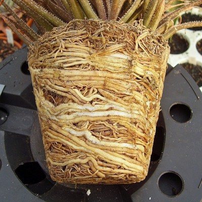 Aloe bellatula 2000-18-2364-2 (2).jpg