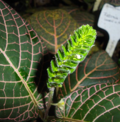 Fittonia Blüte.jpg