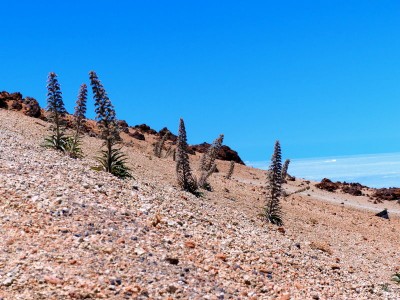 224-Mt Rajada-09-84.JPG