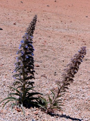 224-Mt Rajada-09-87.JPG