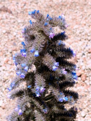 224-Mt Rajada-09-90.JPG