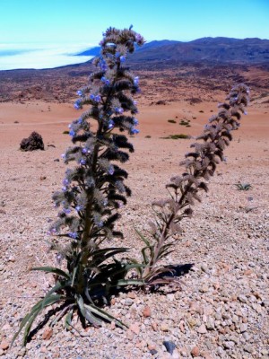 224-Mt Rajada-09-92.JPG